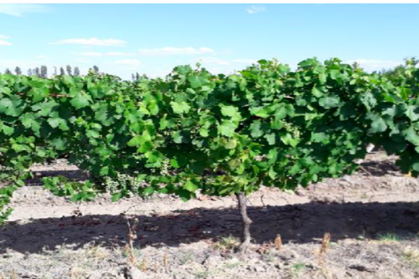 Rural Argentina Venta de Viñas en Argentina