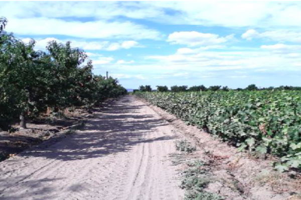 Rural Argentina Venta de Viñas en Argentina2