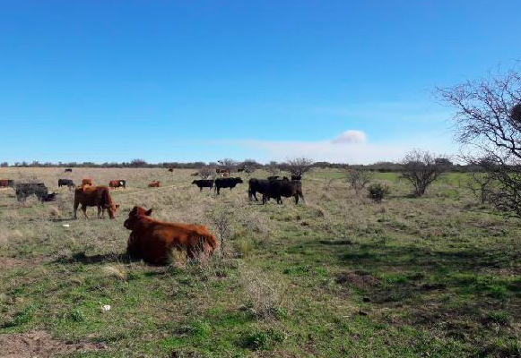 Venta campo Ganadero de Villarino 2.4oo Has. vacas hacienda -
