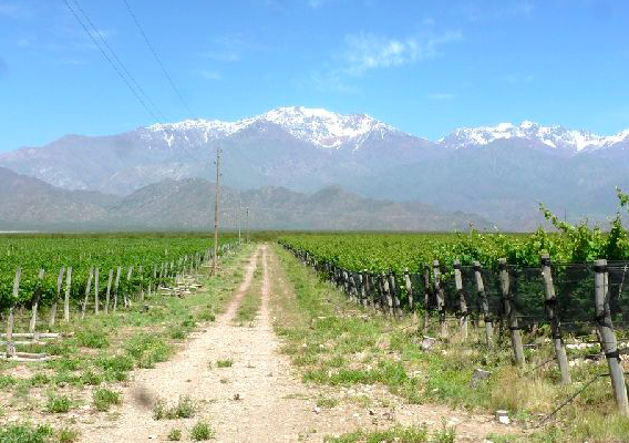 Venta de viñedo de 42 Has en Argentina Valle de Uco - 2 - Rural Argentina Inmobiliaria especializada en la venta en España de Fincas Rurales en Argentina