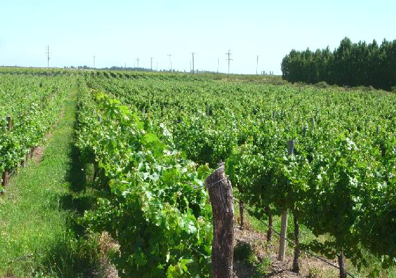 Venta de viñedo de 42 Has en Argentina Valle de Uco - 6 - Por Rural Argentina, inmobiliaria especializada en venta de Fincas Rústicas en Argentina