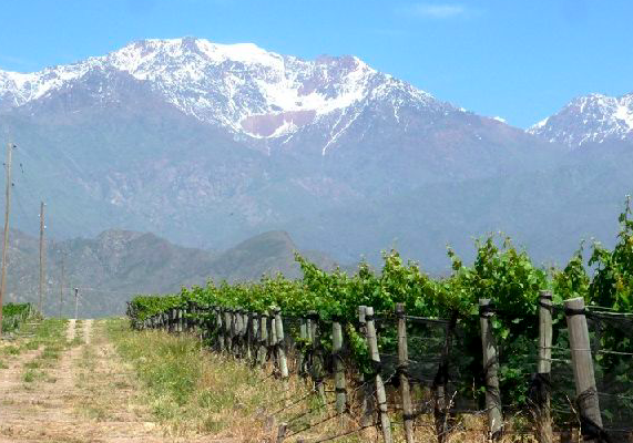 Venta de viñedo de 42 Has en Argentina Valle de Uco Cordillera -