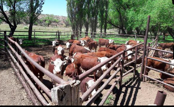 Venta en Patagonia 23.000 Has- Vacas Hereford - Rural Argentina Información en España