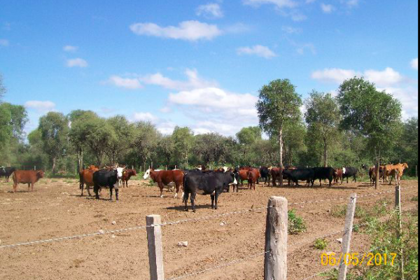 Rural Argentina inmobiliaria ganadera 12