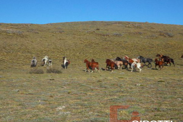 Finca en Venta en La Patagonia - Vende RURAL ARGENTINA 4