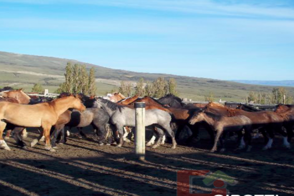 Finca en Venta en La Patagonia - Vende RURAL ARGENTINA 10