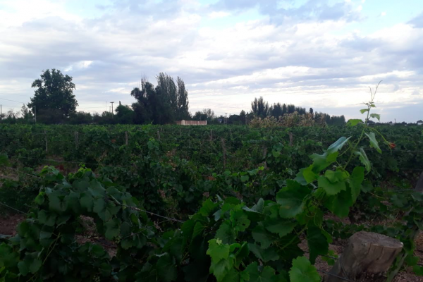 Rural Argentina Venta de Viñas en Argentina 9