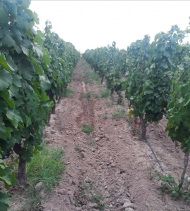 Rural Argentina Venta de Viñas en Argentina 9