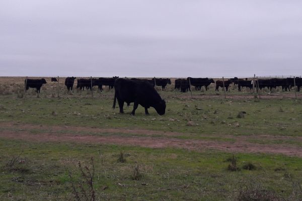 Rural Argentina Venta de Campos13