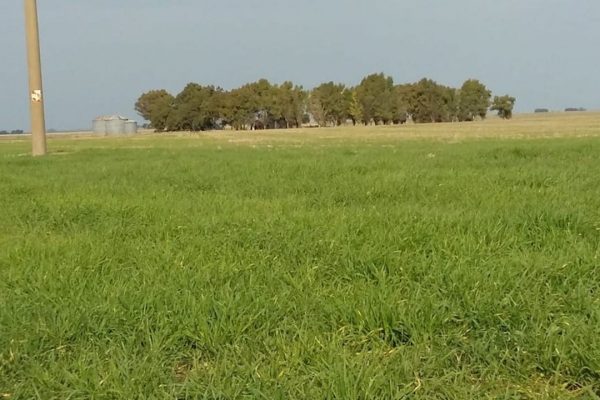 Finca agricola ganadera en Argentina vende Rural ARGENTINA. 3