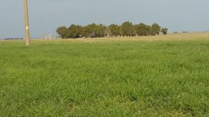 FINCA EN VENTA Agricola y Ganadera en Argentina con tierras de gran fertilidad
