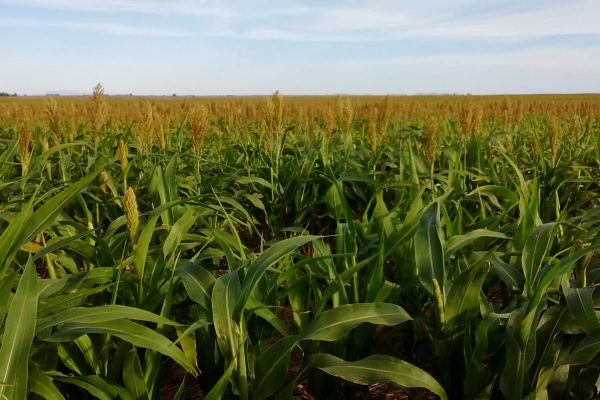 Rural Argentina Vende Finca Agricola y Ganadera sorgo