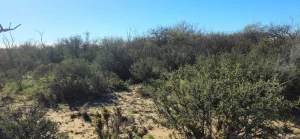 Monte de caldén en campo de 7387 ha en Cuchillo Co, La Pampa. Rural Argentina – Venta de Campos.