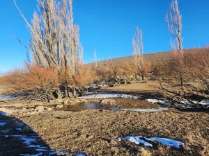 Aguada natural entre árboles en el campo en venta en Chubut, Patagonia.