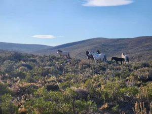 Grupo de caballos pastando en el campo en venta de 20.500 ha en Chubut, Patagonia.