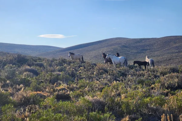 Grupo de caballos pastando en el campo en venta de 20.500 ha en Chubut, Patagonia.