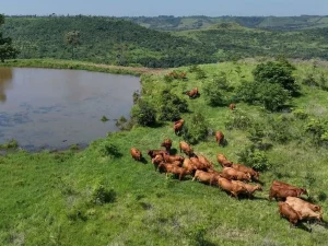 Vacas pastando cerca de una laguna rodeada de colinas verdes en Misiones