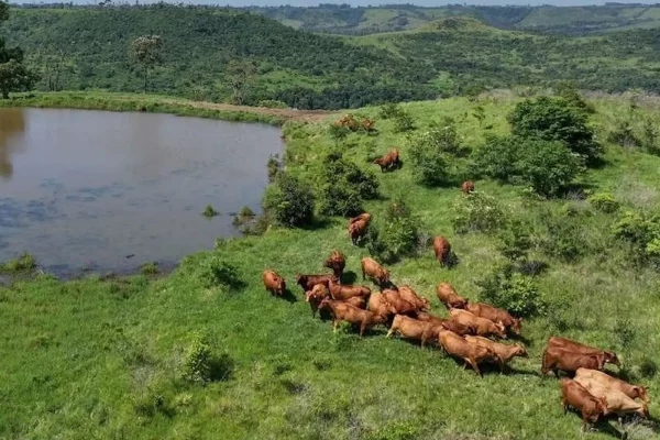 Vacas pastando cerca de una laguna rodeada de colinas verdes en Misiones
