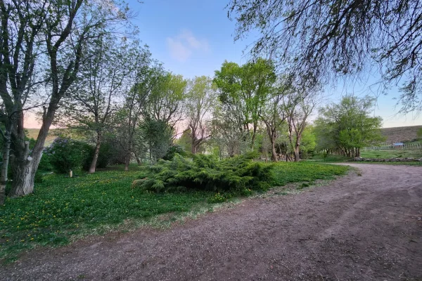 Parque arbolado dentro del campo en venta de 20.500 ha en Chubut, Patagonia.