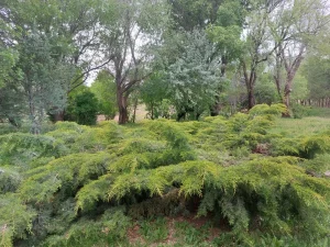 Sector arbolado del campo en venta en Chubut, Patagonia, con vegetación natural.