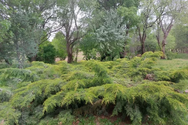 Sector arbolado del campo en venta en Chubut, Patagonia, con vegetación natural.