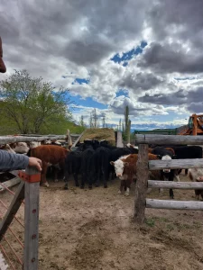 Rodeo bovino en corrales del campo en venta de 20.500 ha en Chubut, Patagonia