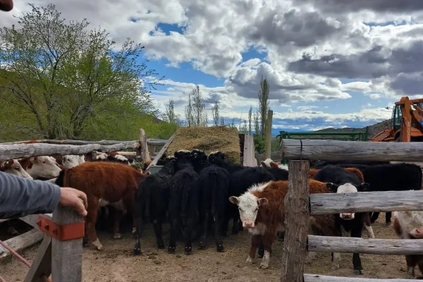 Rodeo bovino en corrales del campo en venta de 20.500 ha en Chubut, Patagonia