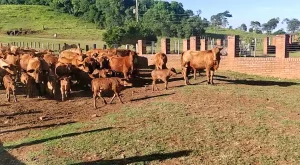 Rodeo de vacas y terneros en campo cercado con muro de ladrillo en Misiones