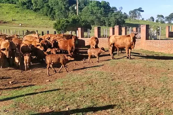Rodeo de vacas y terneros en campo cercado con muro de ladrillo en Misiones