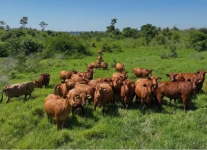 Grupo de vacas brangus en pastizales verdes bajo el sol misionero