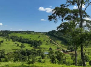 Campo ondulado con colinas verdes y árboles bajo un cielo despejado en Misiones, Argentina
