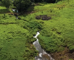 Arroyo cristalino rodeado de pastos verdes en campo de Misiones