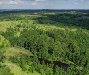 Bosque nativo y espejo de agua en campo agrícola-ganadero de Misiones