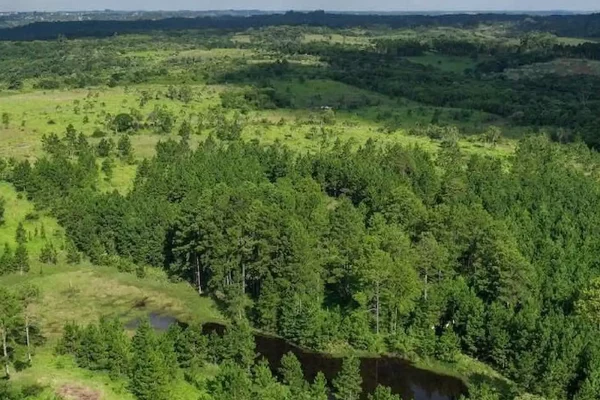 Bosque nativo y espejo de agua en campo agrícola-ganadero de Misiones