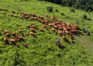 Ganado criollo en movimiento guiado por jinetes en campo natural de Misiones.