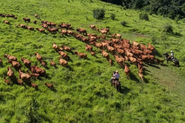 Ganado criollo en movimiento guiado por jinetes en campo natural de Misiones.