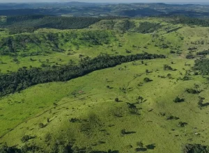 Panorámica aérea de campo productivo con ondulaciones y vegetación nativa en Misiones