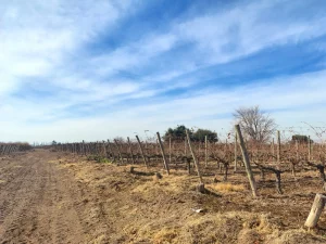 hileras de parrales en producción en finca vitivinícola en Mendoza