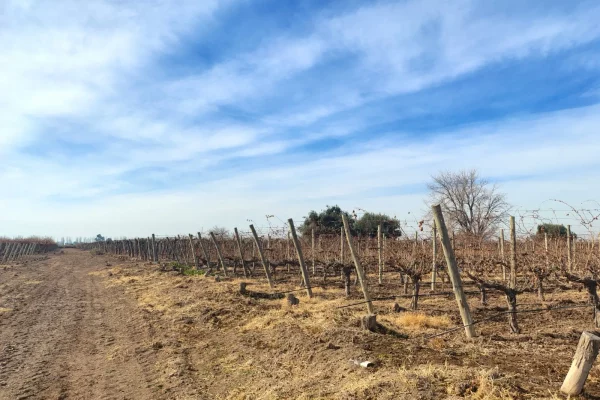 hileras de parrales en producción en finca vitivinícola en Mendoza