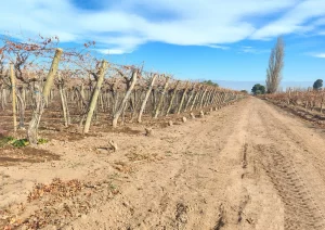 viñedos en época invernal con uvas malbec y syrah en Lavalle Mendoza