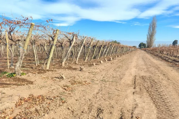viñedos en época invernal con uvas malbec y syrah en Lavalle Mendoza
