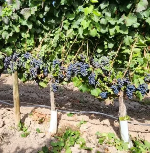 Racimos de uvas maduras en finca vitivinícola en Mendoza listos para la cosecha