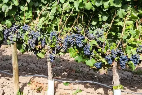 Racimos de uvas maduras en finca vitivinícola en Mendoza listos para la cosecha