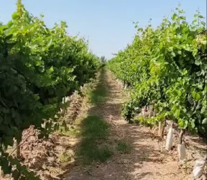 Viñas cuidadas en finca vitivinícola en Mendoza, con sistema de riego y suelo fértil