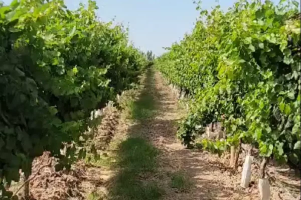 Viñas cuidadas en finca vitivinícola en Mendoza, con sistema de riego y suelo fértil
