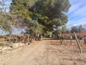arboleda con olivos junto a los viñedos en finca vitivinícola de Lavalle Mendoza