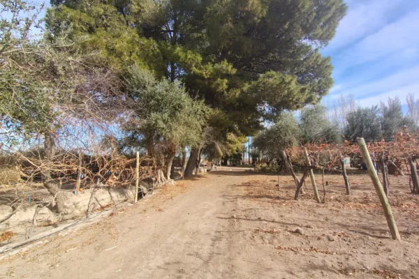 arboleda con olivos junto a los viñedos en finca vitivinícola de Lavalle Mendoza