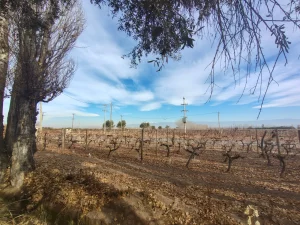viñedos de malbec y syrah en producción en finca vitivinícola en Lavalle Mendoza
