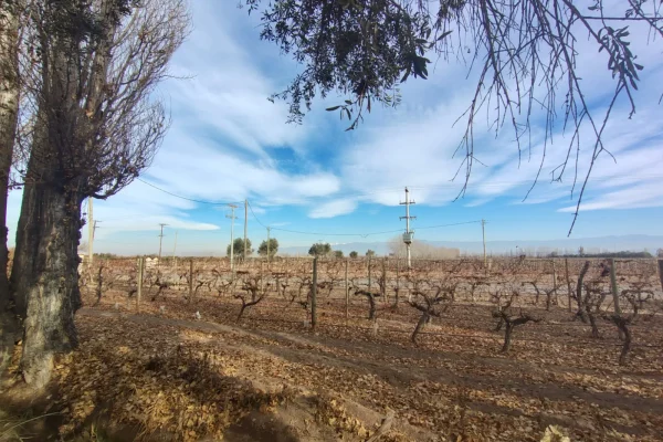 viñedos de malbec y syrah en producción en finca vitivinícola en Lavalle Mendoza
