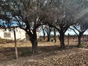 olivos y casa rural en finca vitivinícola en Mendoza